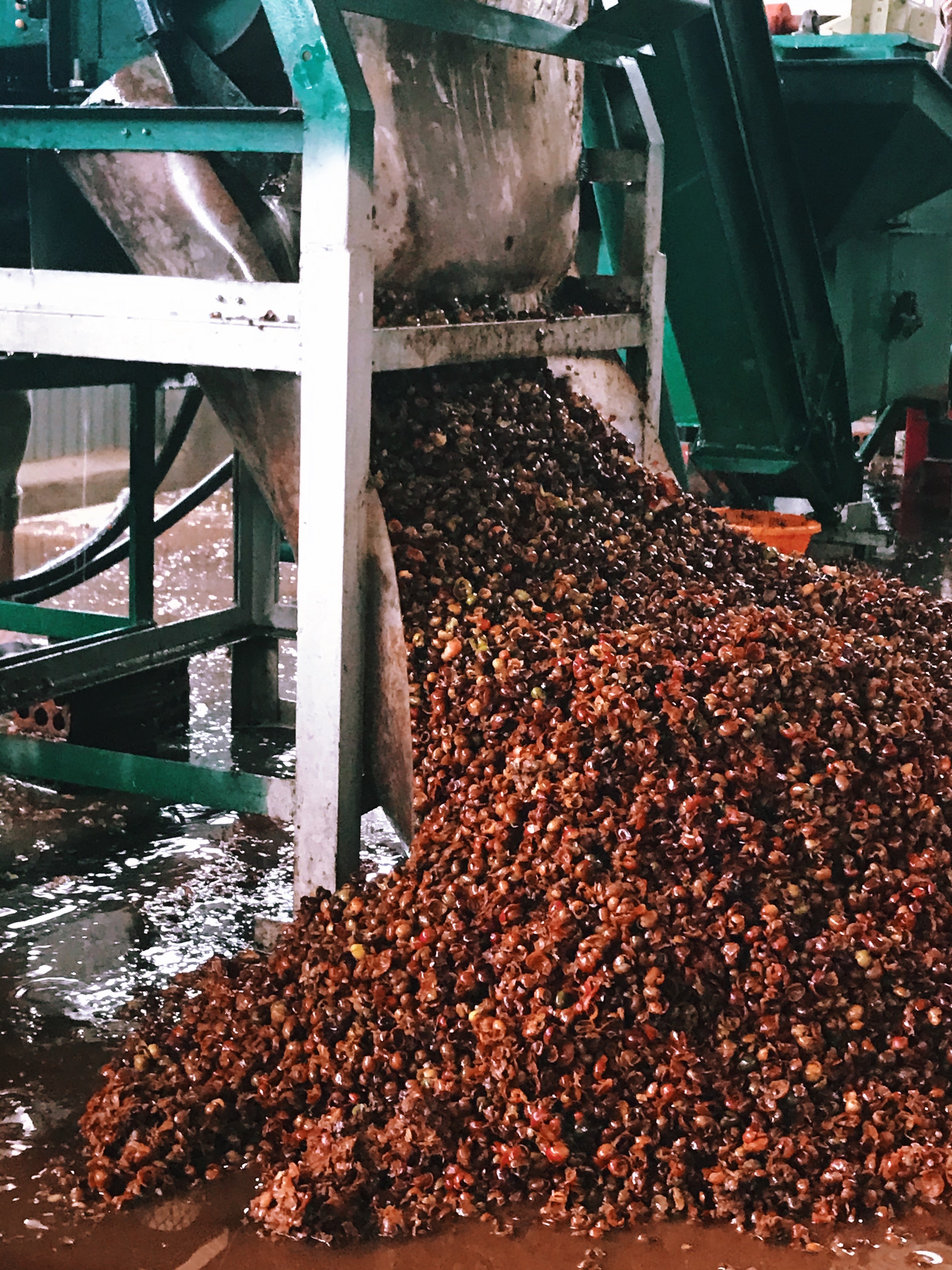 Coffee Processing 101 Coffee Processing 101