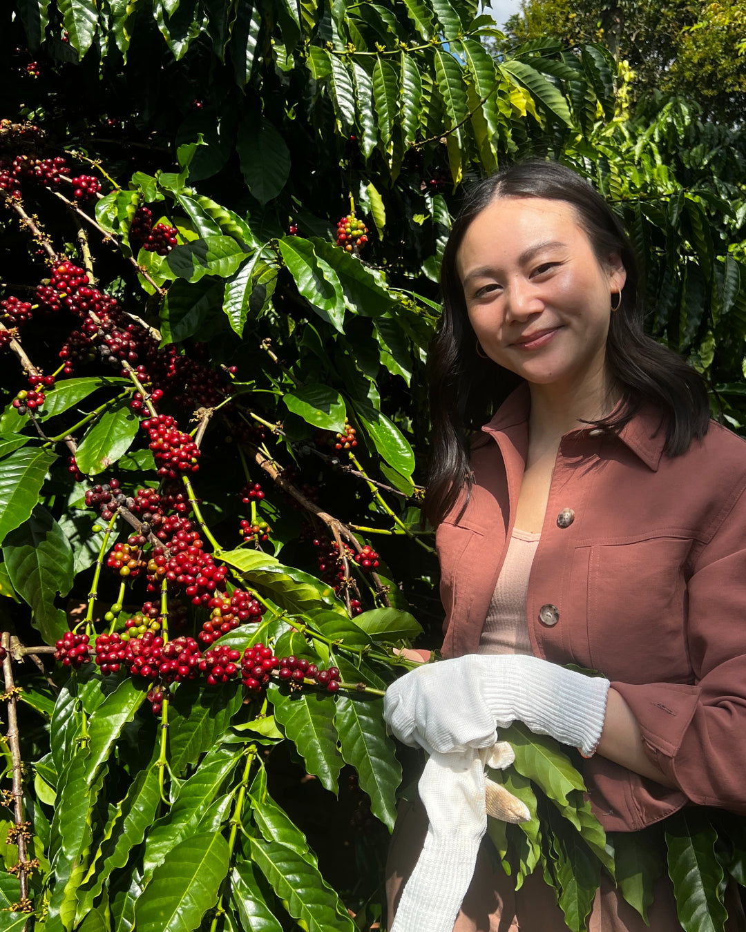 Nguyen Coffee Supply Sahra Nguyen Vietnam Robusta Nguyen Coffee Supply Sahra Nguyen Vietnam Robusta