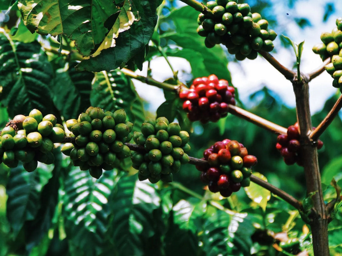 Specialty Coffee Specialty Coffee