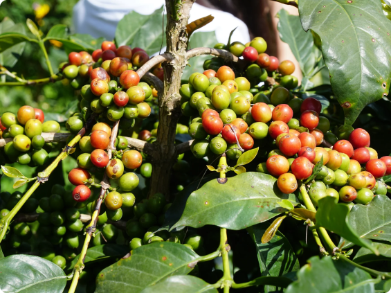 robusta coffee plant robusta coffee plant