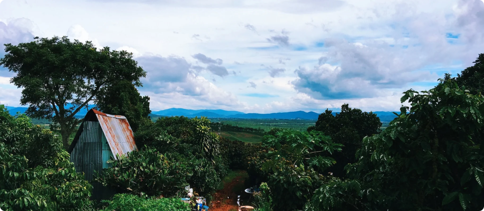 vietnam coffee field vietnam coffee field