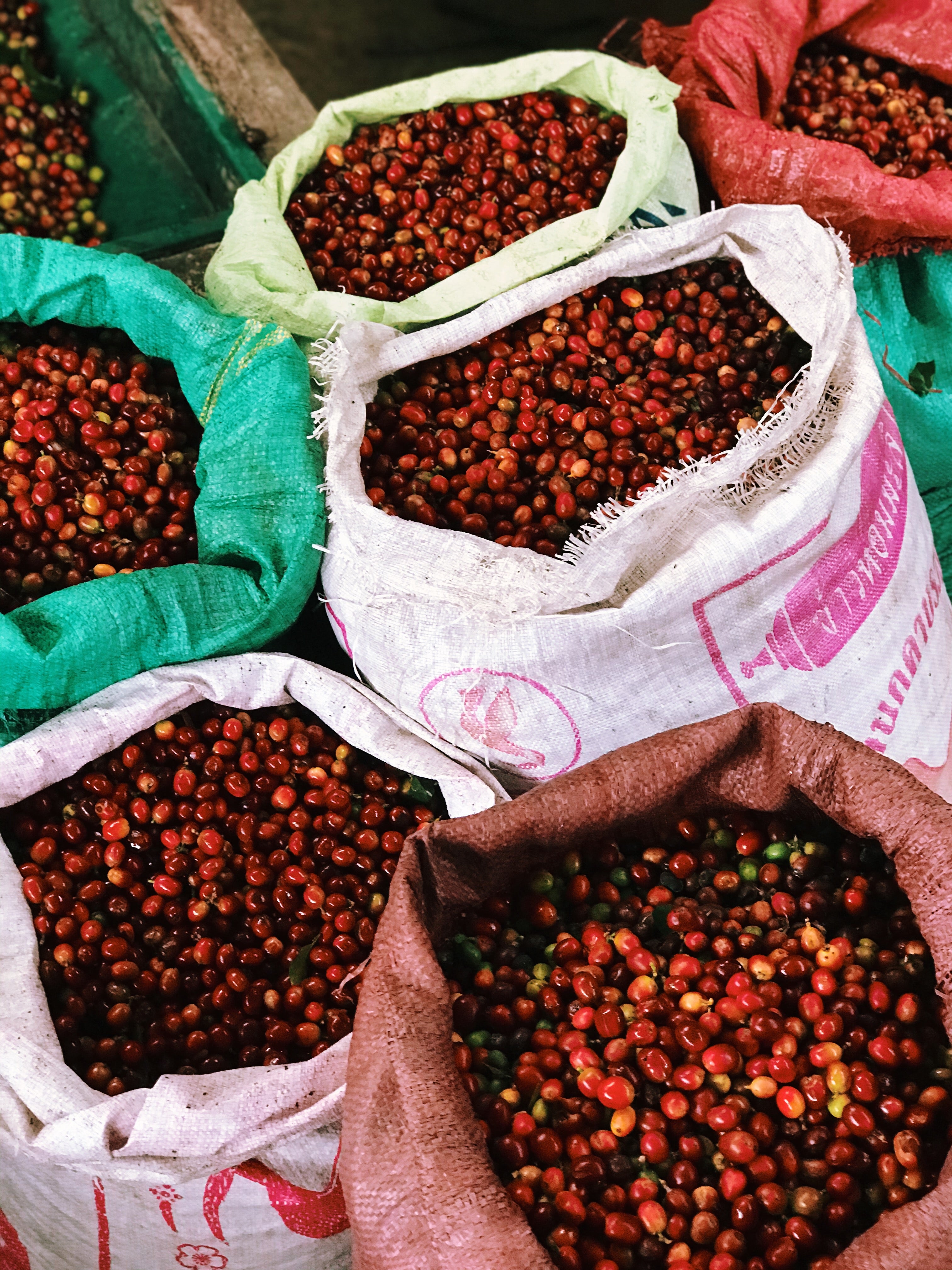 Vietnamese coffee single origin farm
