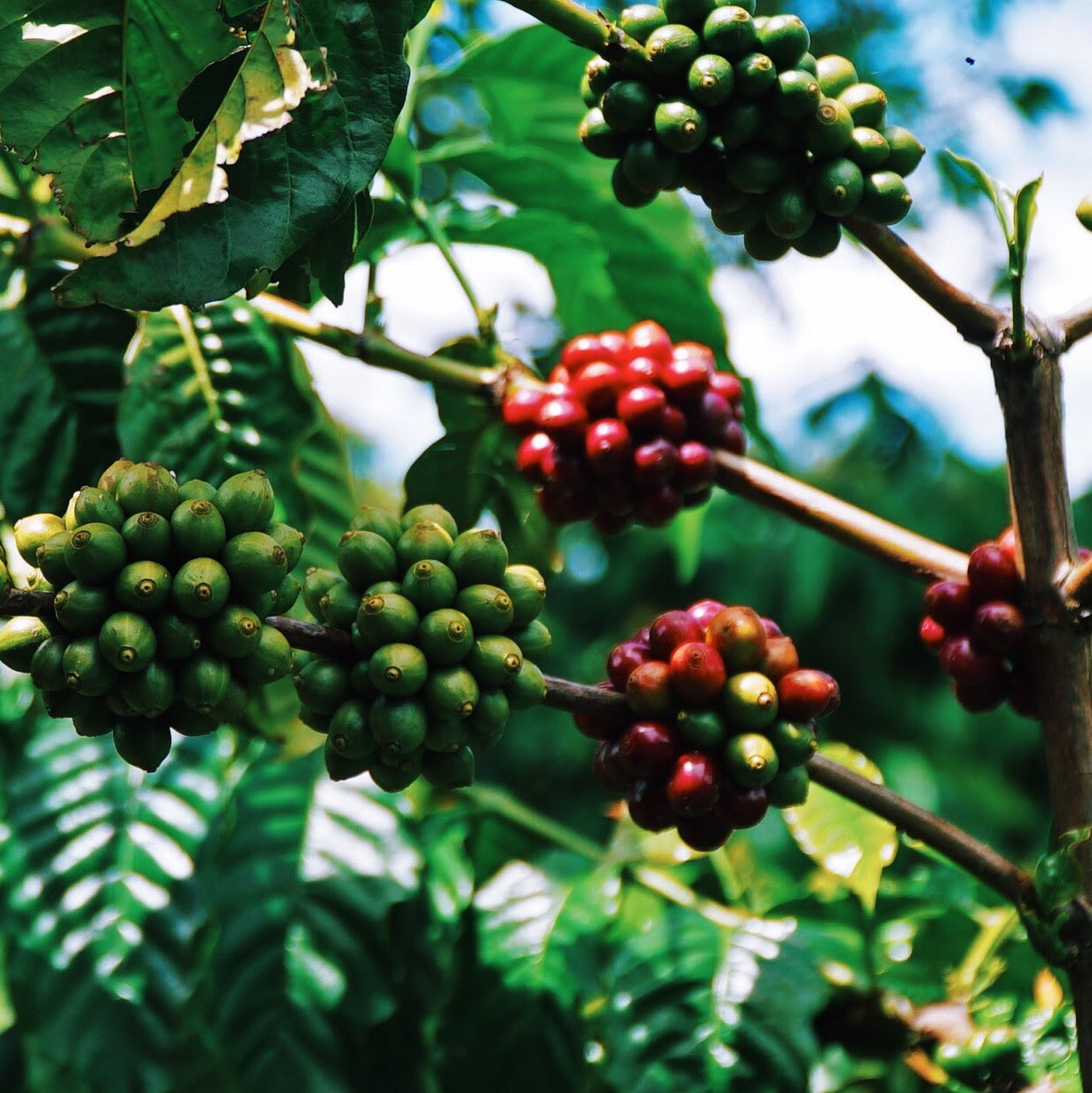 7 Differences between Arabica and Robusta Coffee