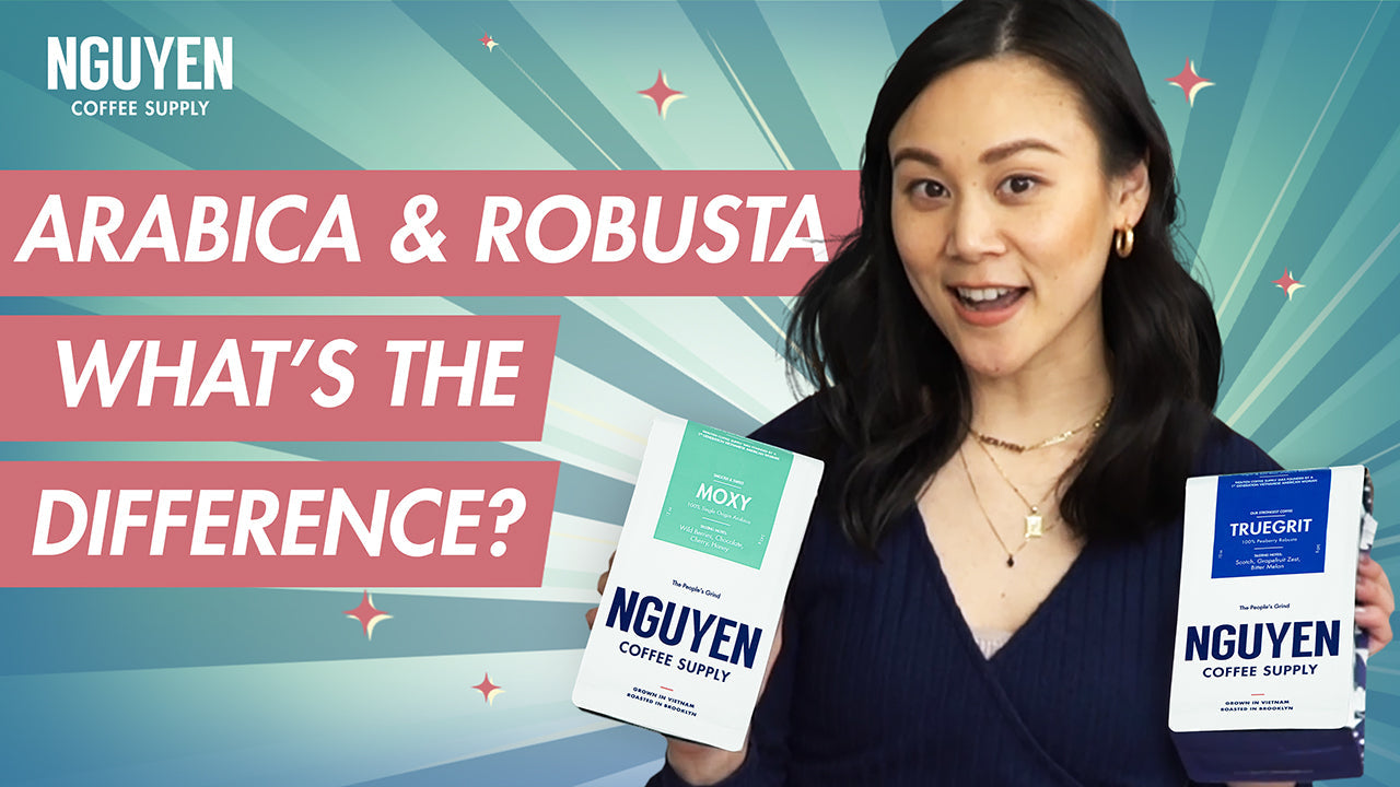 the differences between robusta and arabica coffee nguyen coffee supply ultimate guide to vietnamese coffee