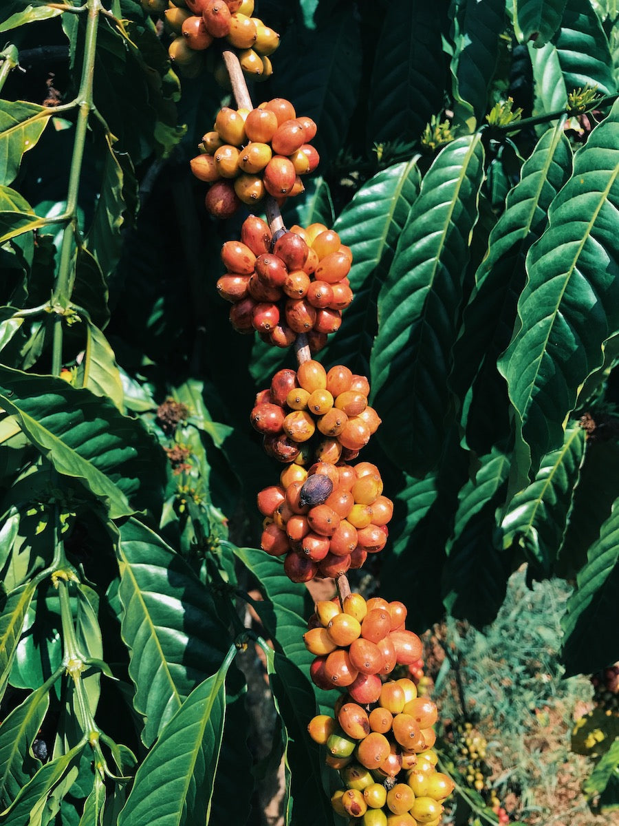What is Vietnam's Catimor Coffee? The Taste and History of The Catimor Bean