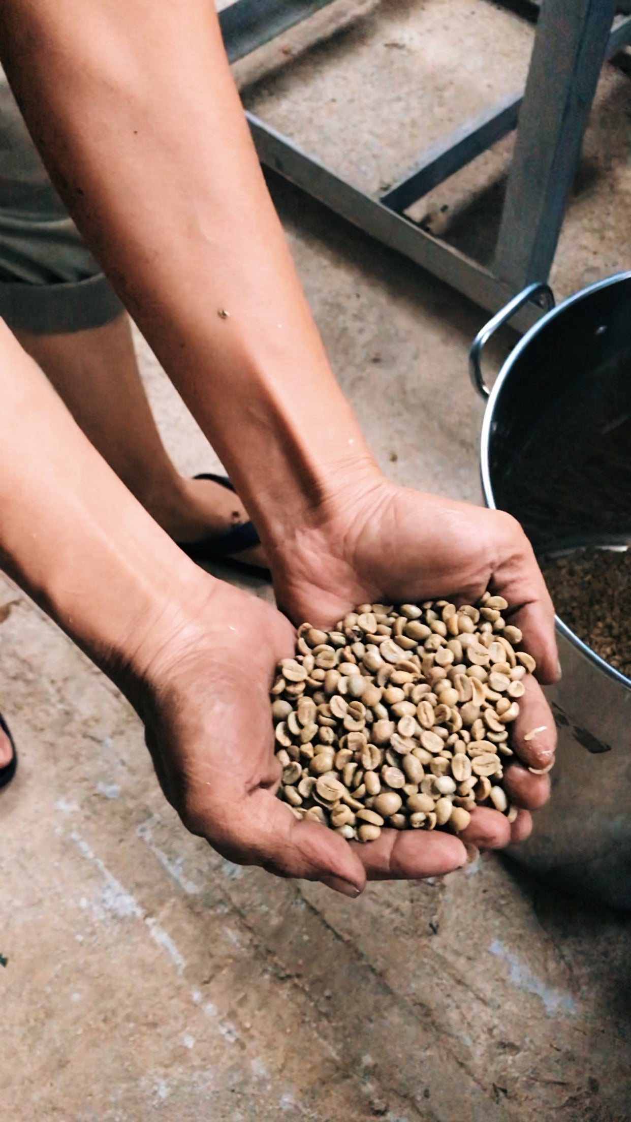 A Guide to The Different Types of Coffee Beans