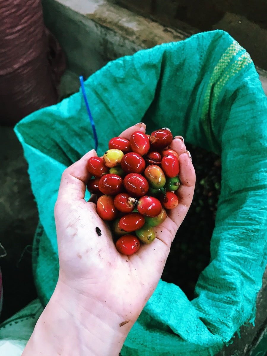 Get to Know Vietnamese Arabica Bourbon or Moka Coffee
