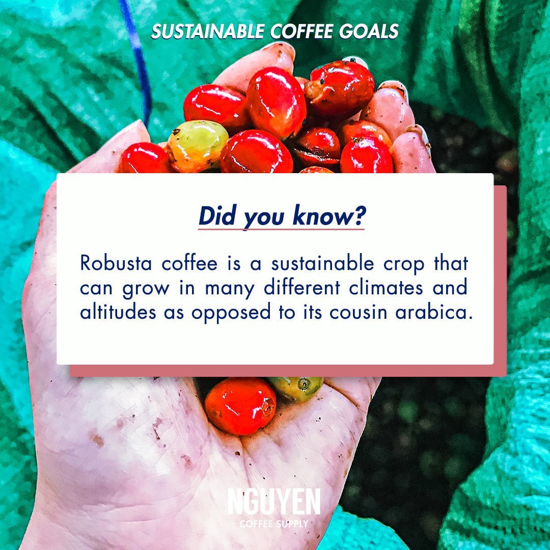 robusta coffee sustainable vietnamese coffee ethically sourced and produced