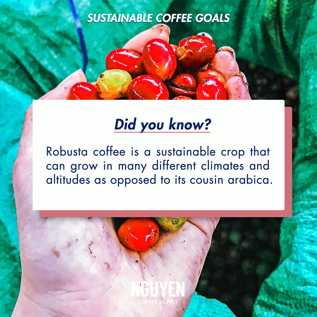 robusta coffee sustainable vietnamese coffee ethically sourced and produced