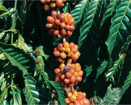 Arabica vs. Robusta Coffee: 7 Key Differences